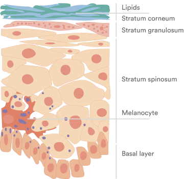 Infant epidermal structure