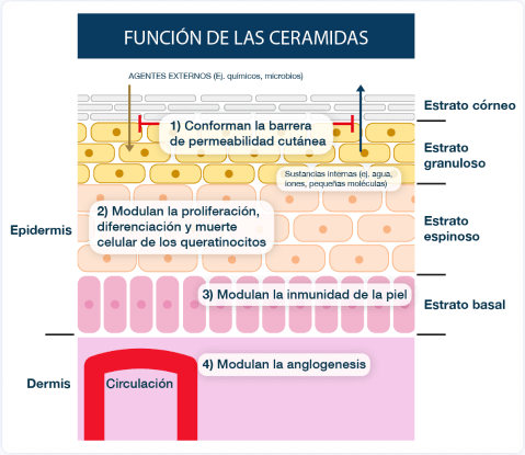 Función de las ceramidas